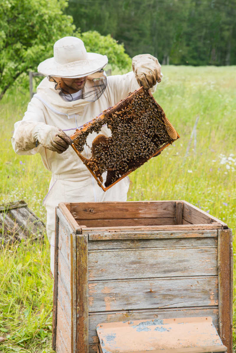 养蜂人在工作中图片