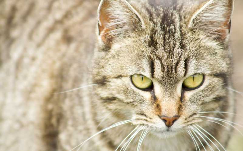 可爱的斑纹猫咪