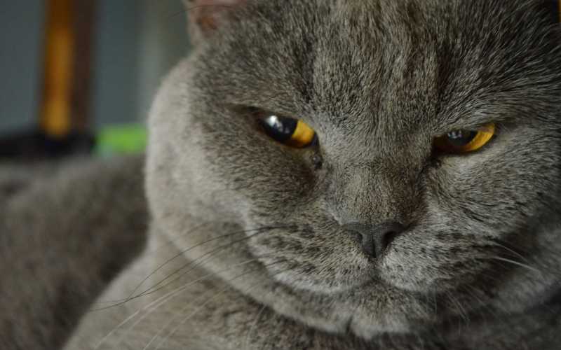 眯着眼的灰色猫