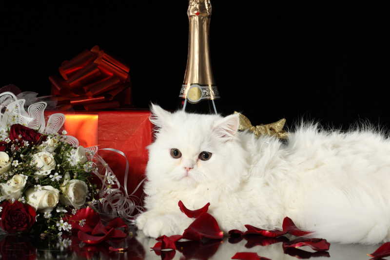 靠近花束的白猫