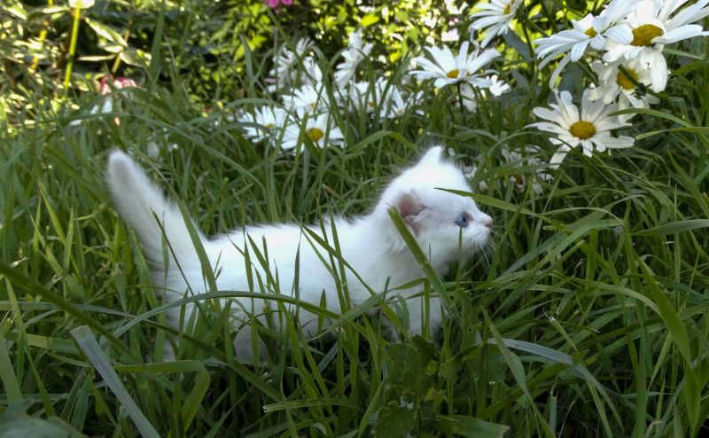 小猫和两个圣诞礼物盒子