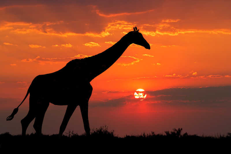夕阳下的长颈鹿剪影