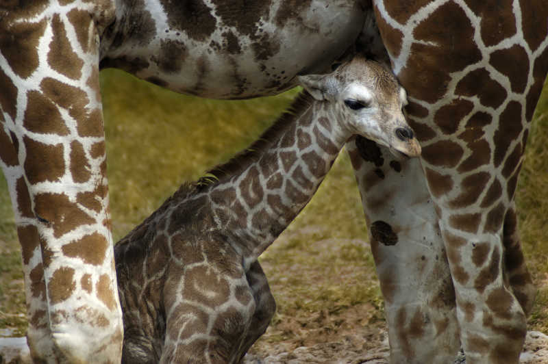 可爱的长颈鹿幼崽