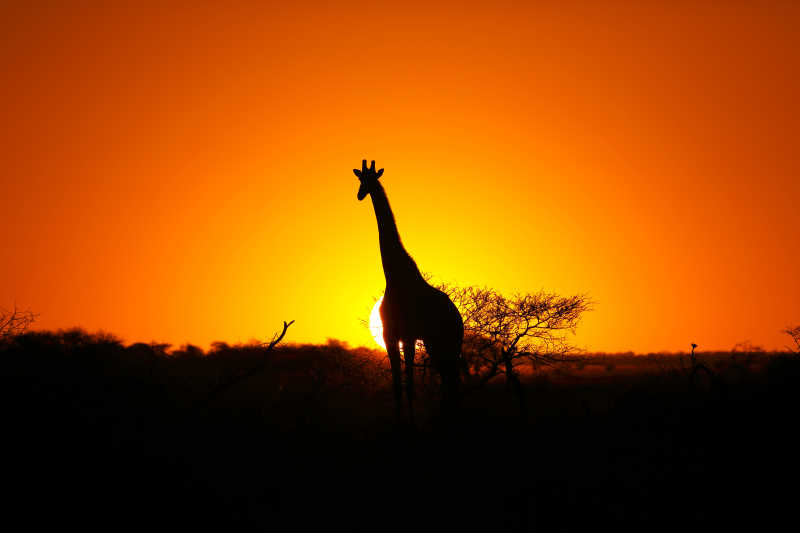 夕阳下长颈鹿的身影