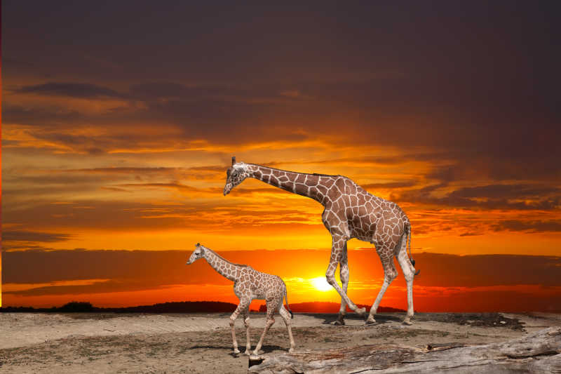 非洲草原上的长颈鹿家庭