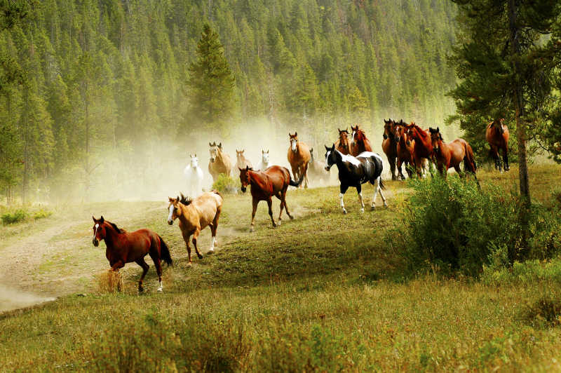 草原上一群奔跑的马