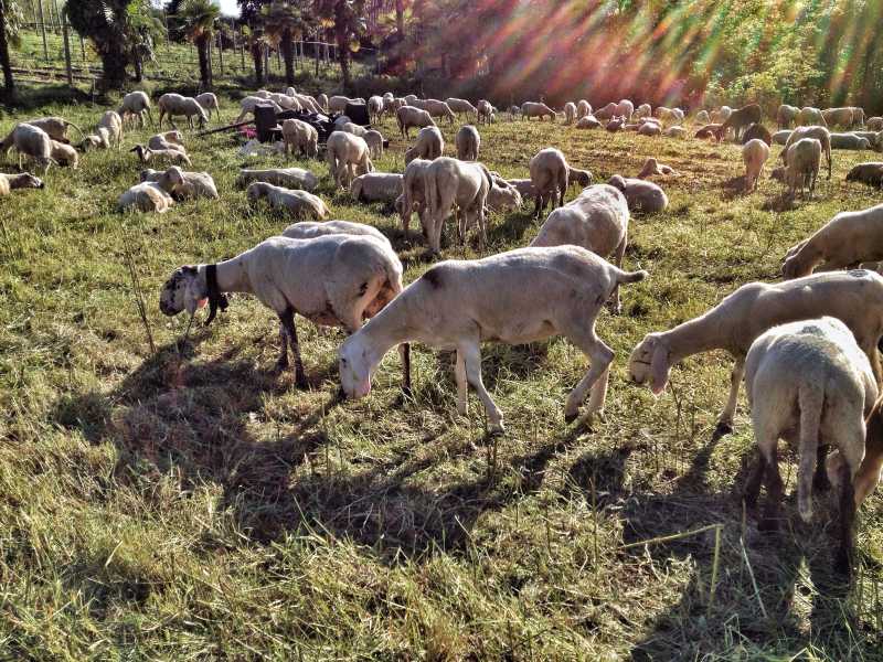 山上放牧的羊群