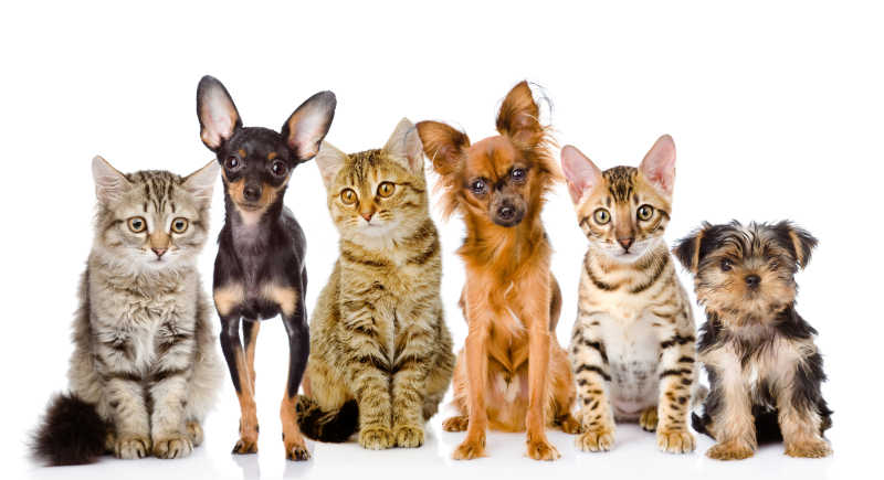 白色背景下一群可爱的猫和狗