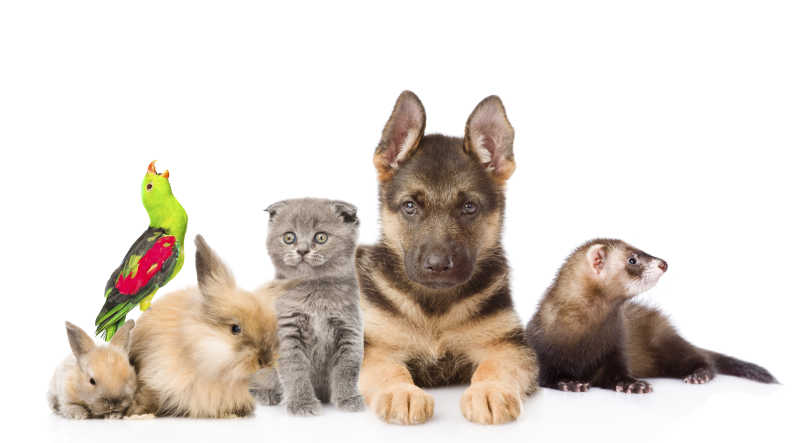 白色背景下的一群可爱宠物