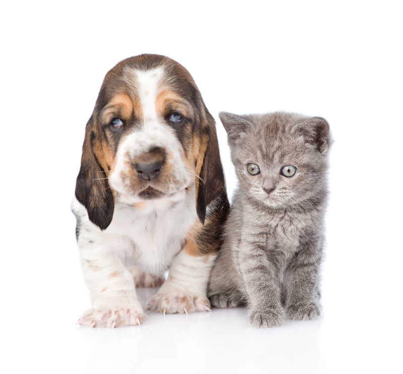 白色背景下的小巴吉度猎犬和小猫