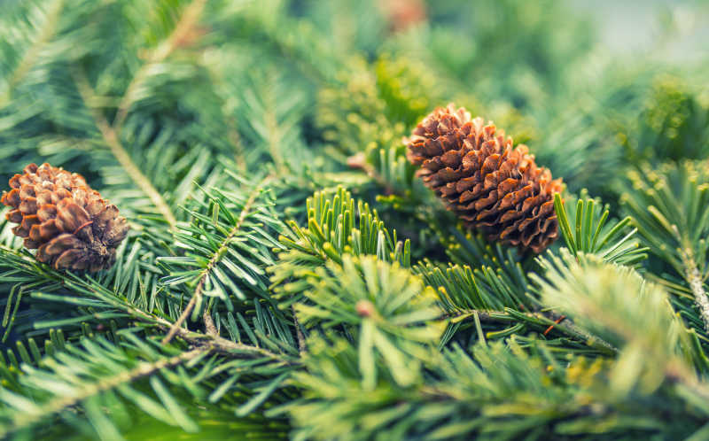 绿色树枝上的冷杉球果