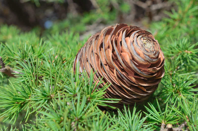 松树枝上的松果
