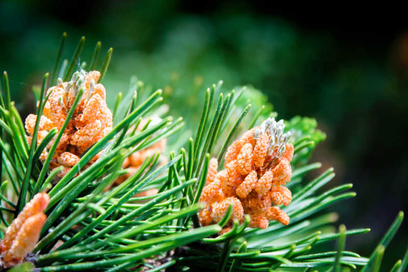 绿色树枝上的云杉球果