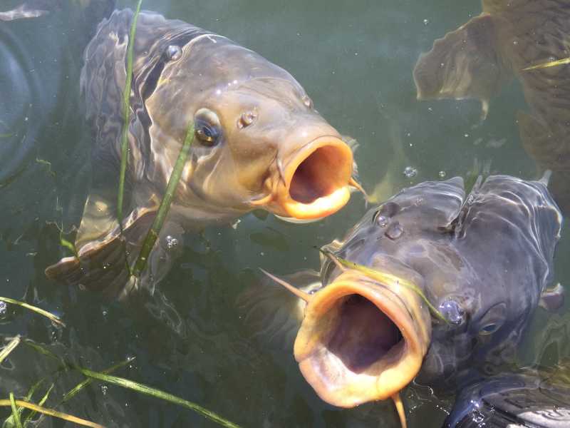 姐姐鱼塘里的鱼表情包图片