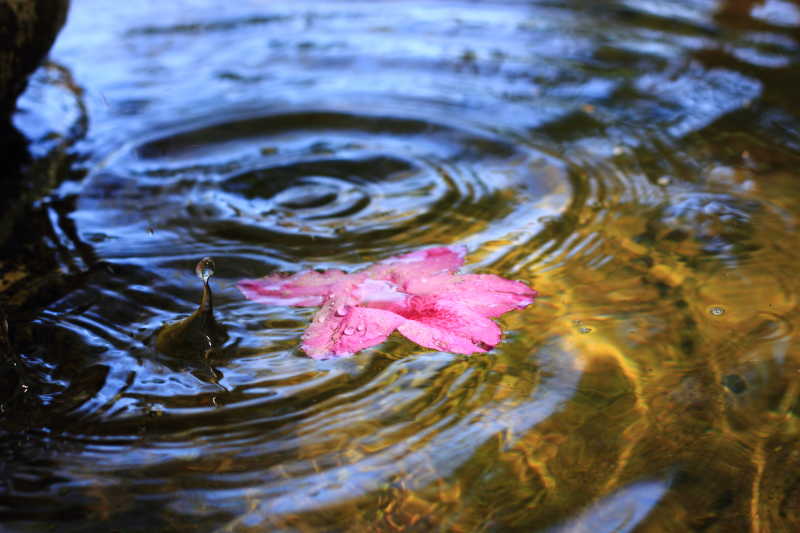 落在水面上的杜鹃花瓣图片 一片杜鹃花瓣落在水面上素材 高清图片 摄影照片 寻图免费打包下载