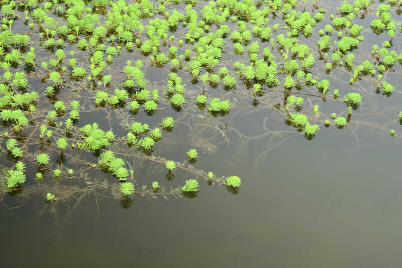 生长在池塘的植物图片 池塘上的淡水水生植物素材 高清图片 摄影照片 寻图免费打包下载