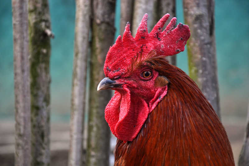 树枝旁的大红公鸡