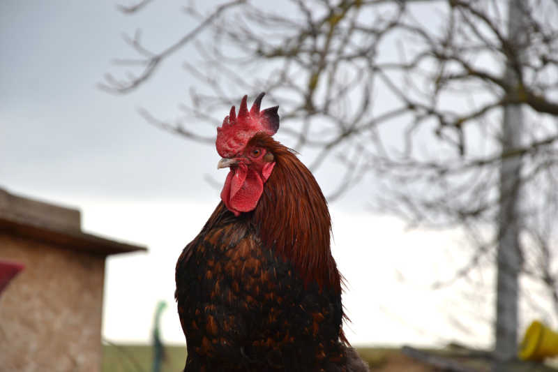 农村庭院中的一只大公鸡