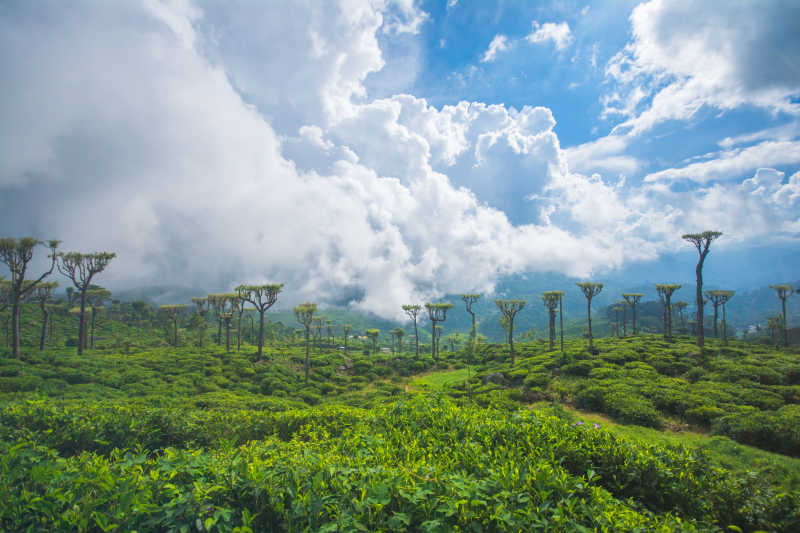 斯里兰卡美丽的茶园