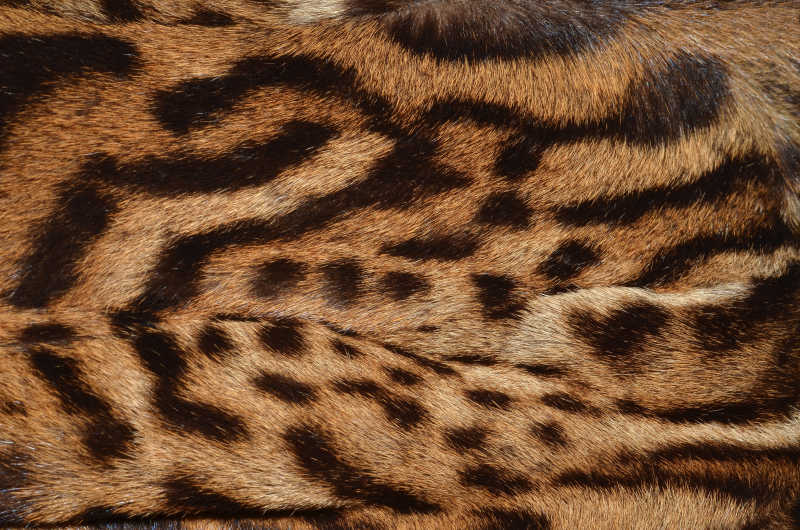 豹猫的精致毛皮