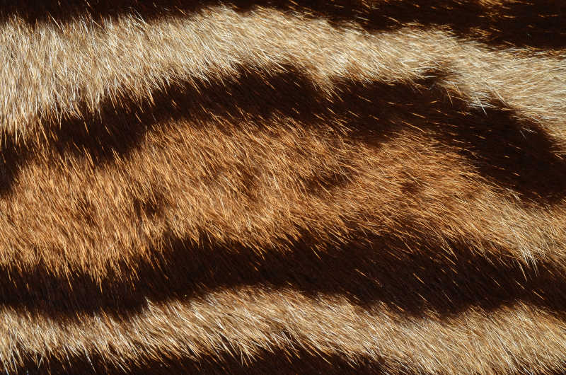 豹猫的毛皮纹理