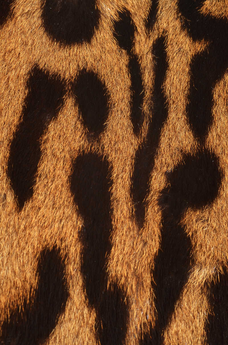 精致的豹皮花纹