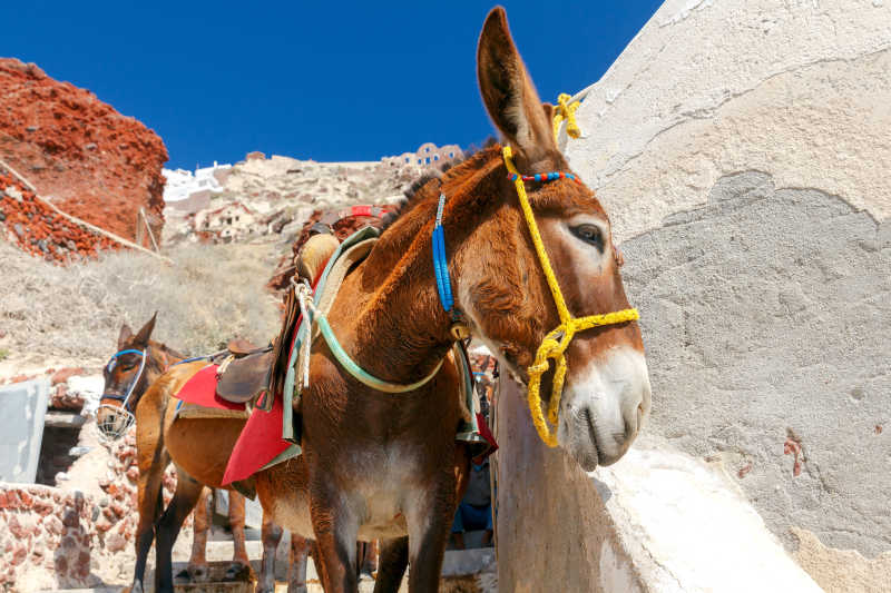 伊亚村庄里的驴