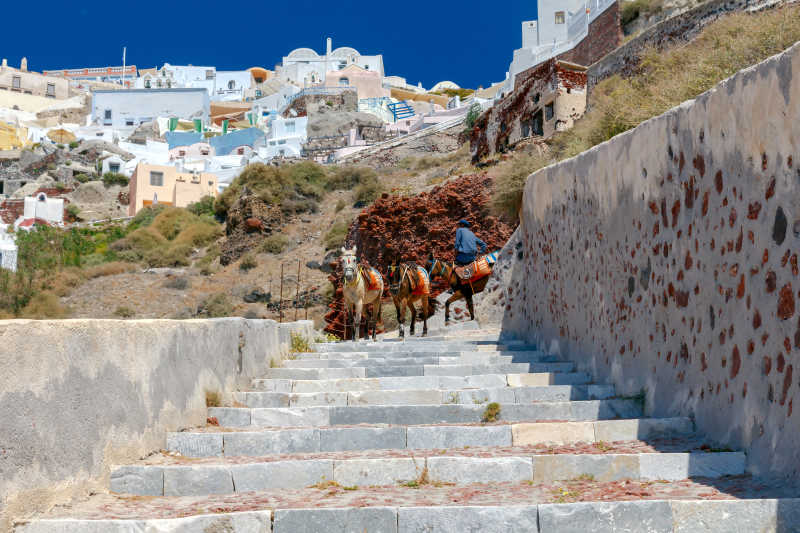 在伊亚小镇台阶上的驴