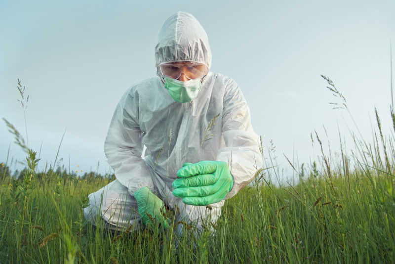 科学家农学家研究绿色植物