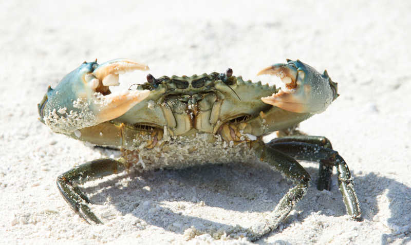 白色沙滩上准备发起进攻的螃蟹