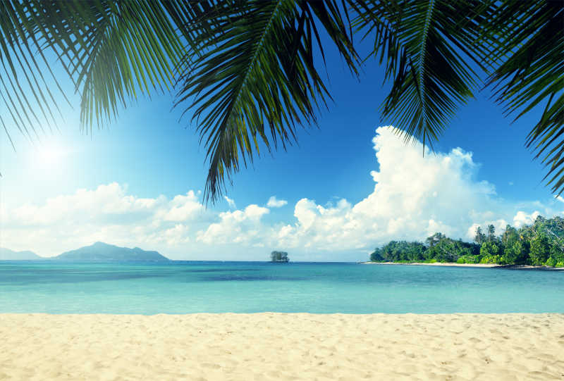 长满热带树木的沙滩