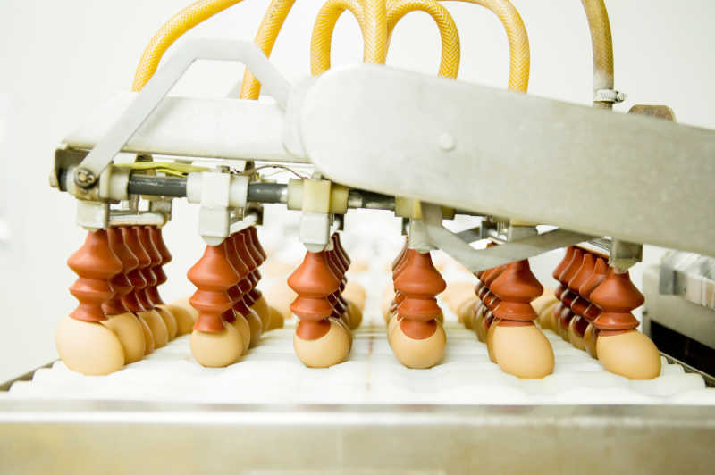 生产线上许多的鸡蛋