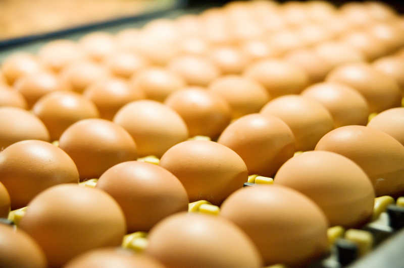 生产线上的鸡蛋