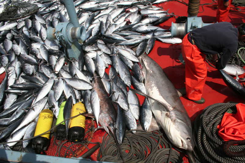 渔民打捞上来的海鱼