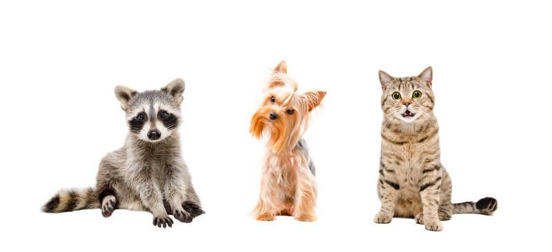 狗猫和浣熊的肖像