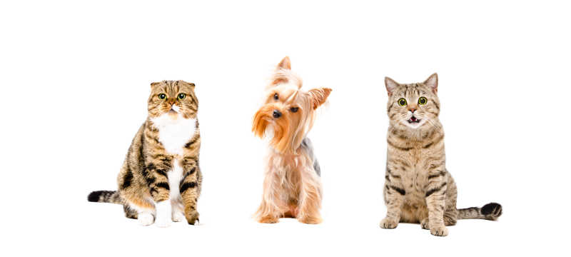 狗和两只猫坐在一起