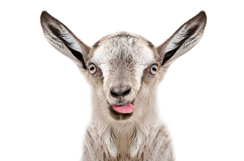 有趣的灰色小山羊的吐舌的肖像