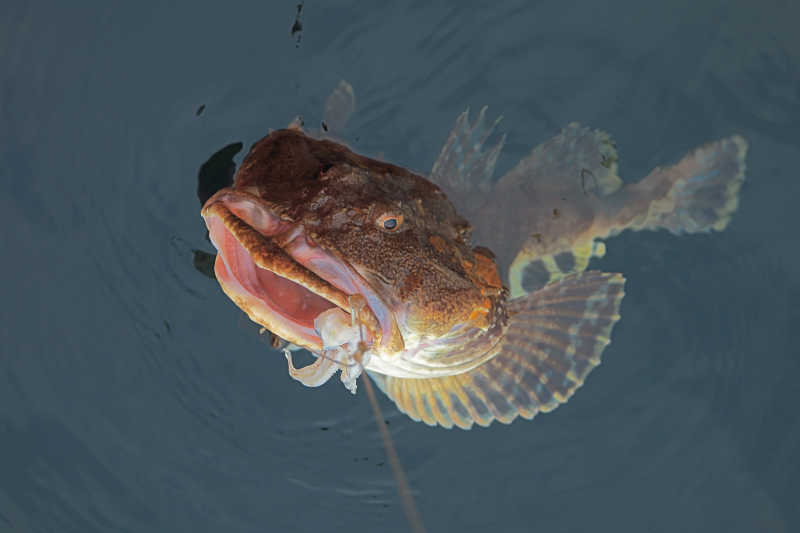 鱼饵上的深海鱼