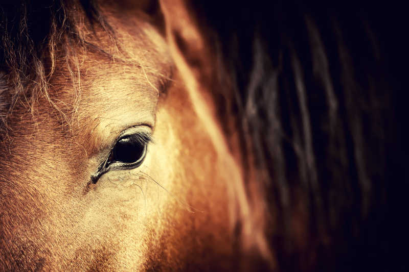 棕色马的眼睛