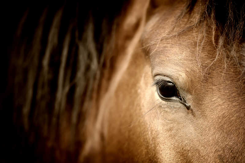 一匹马的眼