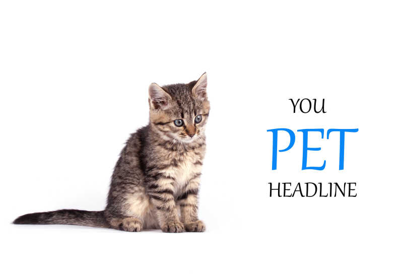 白色背景下的可爱狸花猫