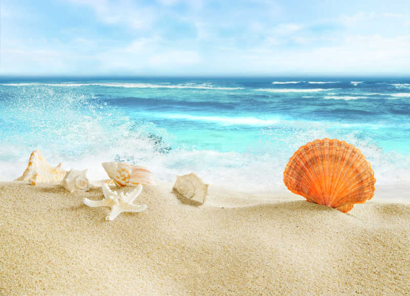 海滩上的美丽贝壳