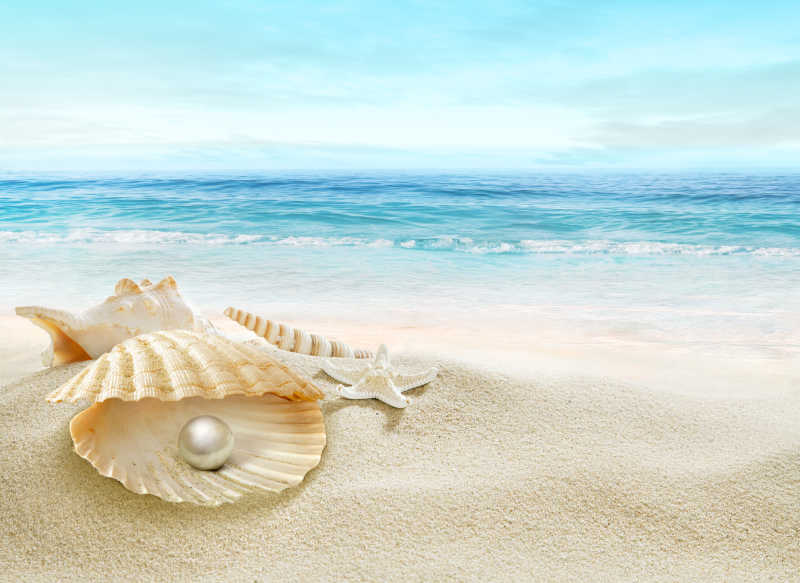 海滩上藏有珍珠的贝壳
