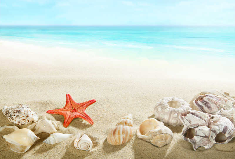 沙滩上的贝壳和海星