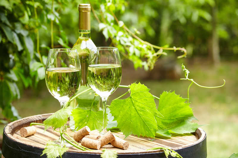 嫩绿色的葡萄叶与葡萄酒