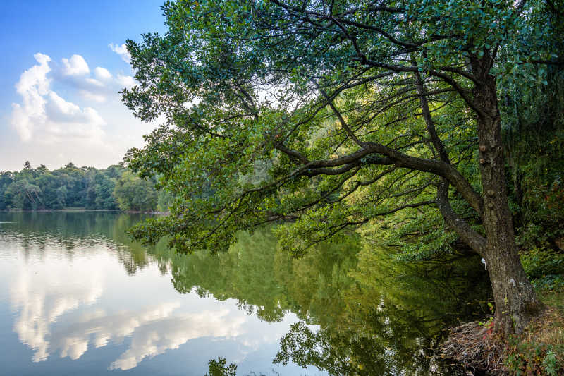 秋高气爽的公园里的树木和湖水