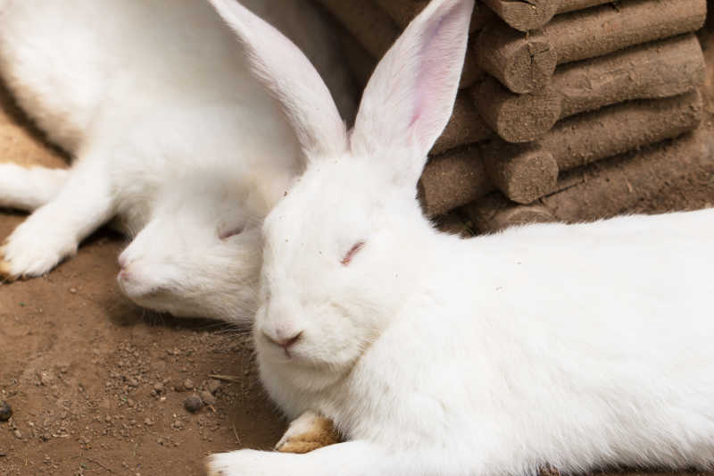睡觉的两只小白兔