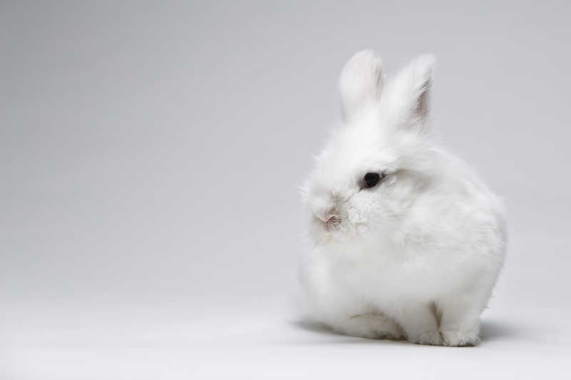一只白色的小兔子