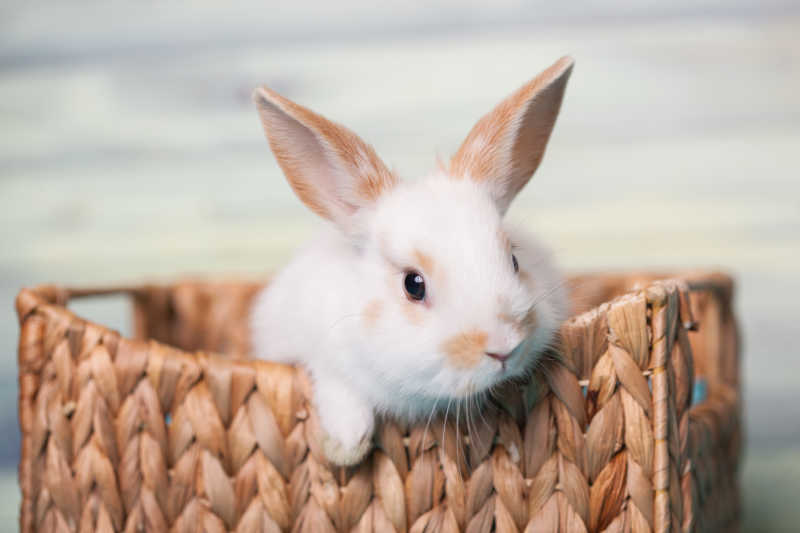 竹篮里的小兔子