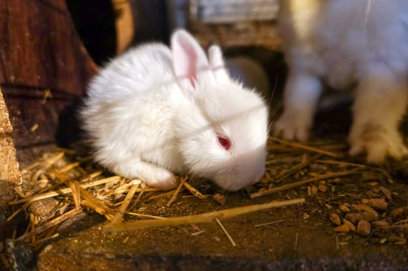 可爱雪白的兔子